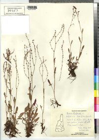 Rumex acetosella image