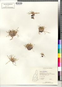 Sagina procumbens image