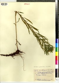 Euthamia graminifolia image