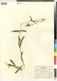 Lychnis flos-cuculi image