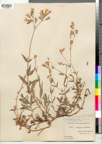 Silene vulgaris image