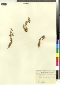 Spergularia salina image