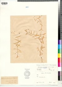 Stellaria borealis ssp. borealis image