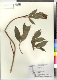 Image of Paeonia lactiflora