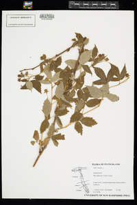 Rubus idaeus image