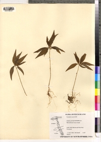 Trientalis borealis image