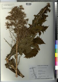 Lactuca biennis image