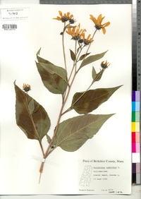 Helianthus tuberosus image