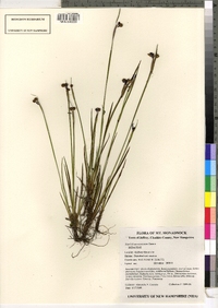 Sisyrinchium montanum image