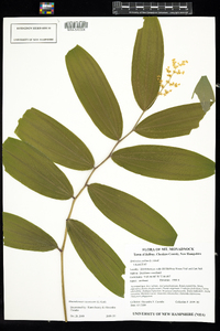 Maianthemum racemosum image