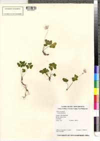 Oxalis montana image