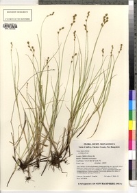 Carex tenera image