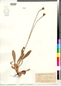 Hieracium pilosella image