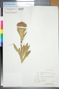 Cirsium horridulum image