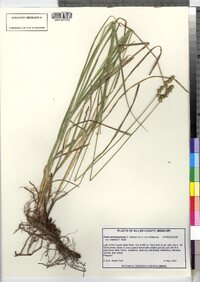 Image of Carex plana