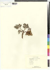 Image of Paeonia brownii