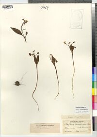 Claytonia caroliniana image