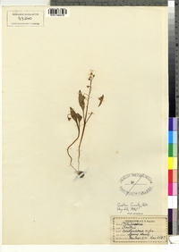 Claytonia caroliniana image