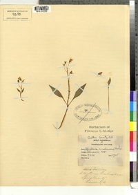 Claytonia caroliniana image