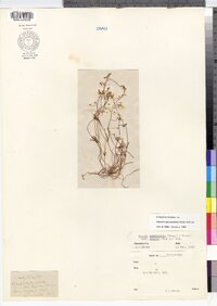 Image of Claytonia gypsophiloides