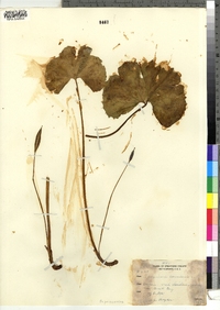 Sanguinaria canadensis image