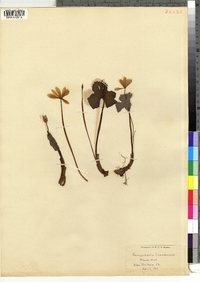 Sanguinaria canadensis image