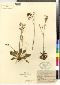 Saxifraga virginiensis var. virginiensis image