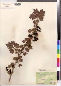 Ribes hirtellum image