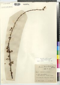 Ribes hirtellum image