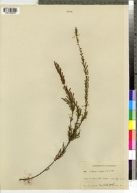 Calluna vulgaris image