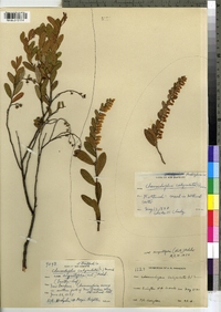 Chamaedaphne calyculata image