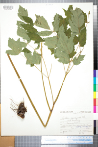 Actaea pachypoda image