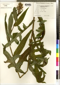 Lactuca canadensis image