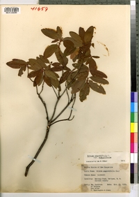 Kalmia angustifolia image