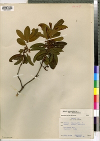 Kalmia angustifolia image