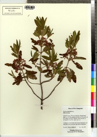 Kalmia angustifolia image