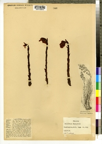 Monotropa hypopithys image