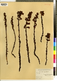 Monotropa hypopithys image