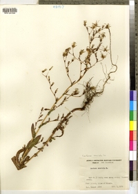 Lactuca serriola image