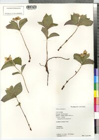 Cornus canadensis image