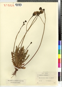 Leontodon autumnalis image