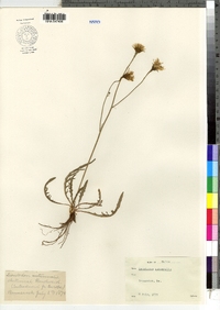 Leontodon autumnalis image