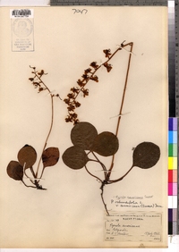 Pyrola americana image