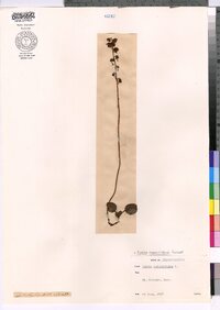 Pyrola americana image