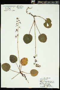 Image of Pyrola rotundifolia