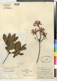 Rhododendron canadense image