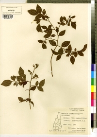 Vaccinium angustifolium image