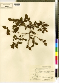 Vaccinium angustifolium image