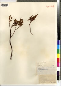 Vaccinium boreale image