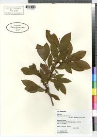 Vaccinium corymbosum image